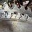 #1027-•-saw-blades---frye-lumber-company-image-2
