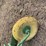john-deere-pull-type-two-bottom-plow-image-16