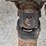 2002-international-durastar-4300-image-89