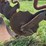 mccormick-deering-412-four-bottom-14”-fast-hitch-mold-board-plow-image-18