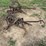 international-harvester-four-row-mounted-cultivator-image-11