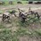 international-harvester-four-row-mounted-cultivator-image-3