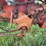 farmall-340-row-crop-image-48