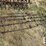 ih-cultivator-8248-image-3