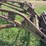 loader-for-farmall-300-or-350-image-8