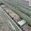 lorenz-chain-stack-mover-8521-image-15