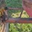 massey-ferguson-444-image-16
