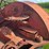 mccormick-deering-w-40-image-43