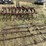 ih-cultivator-8248-image-4