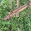 international-harvester-two-bottom-pull-type-moldboard-plow-image-6