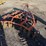 king-kutter-xb-image-3