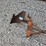 #24163-•-single-bottom-plow-image-2
