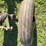 john-deere-m-image-13