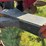 case-ih-800-image-22