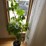 large-plant,-real-image-6