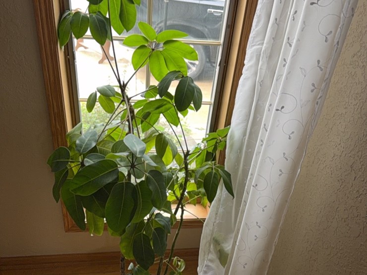 large-plant,-real-image-6