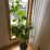 large-plant,-real-image-1