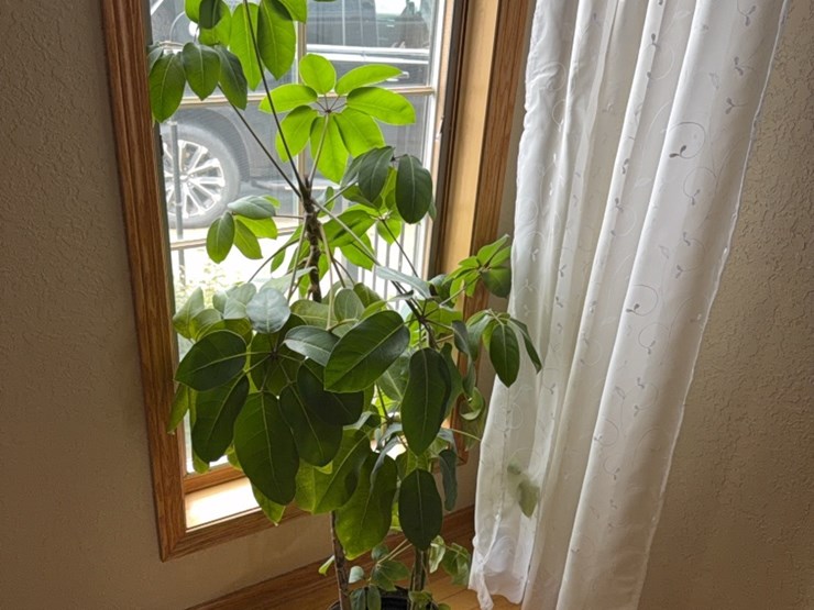 large-plant,-real-image-1