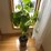 large-plant,-real-image-4