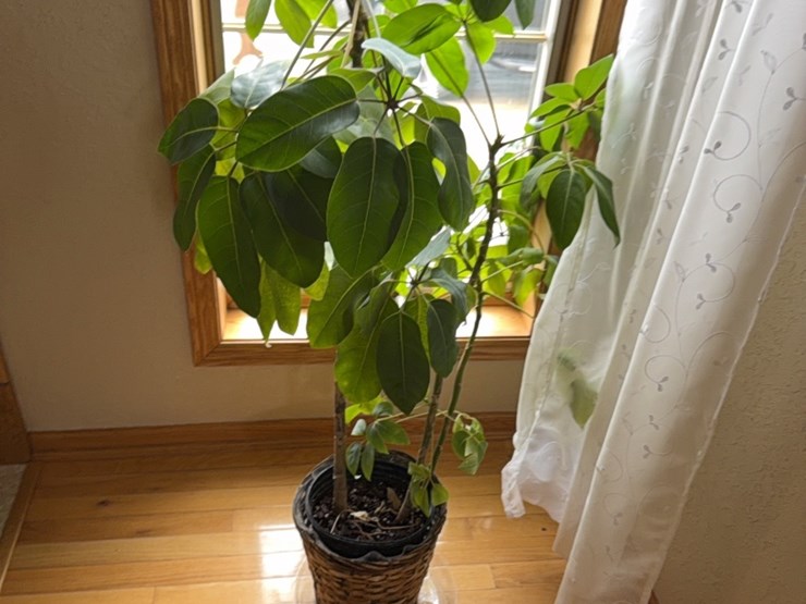 large-plant,-real-image-4