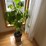 large-plant,-real-image-3