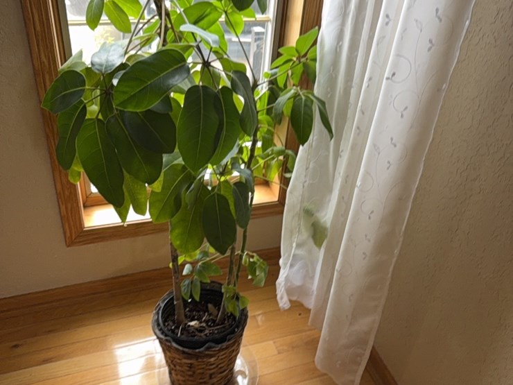 large-plant,-real-image-3