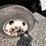 mdhd-freightliner-for-project-or-parts-equipped-with-an-m11-and-an-adams-tender-image-16