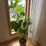 large-plant,-real-image-2