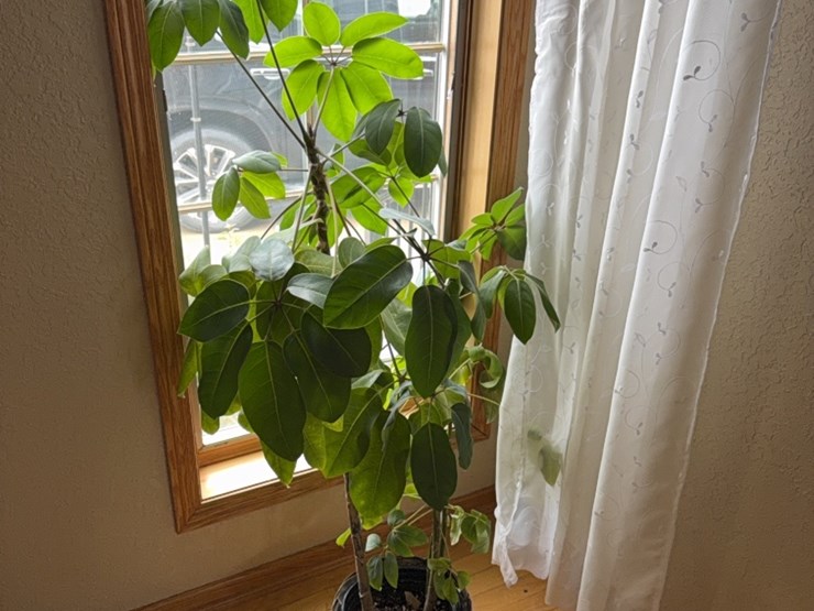 large-plant,-real-image-2