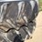 case-ih-7130-image-2