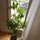 large-plant,-real-image-5