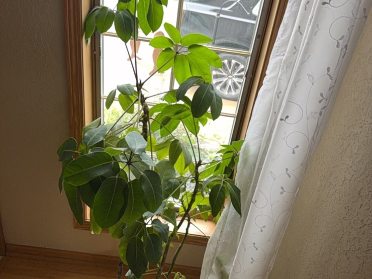 large-plant,-real-image-5