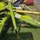 claas-rollant-250rc-image-5