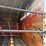 lindsay-14ft-front-unload-silage-wagon-image-14