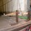 great-dane-53-image-10