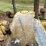 #1218-•-atc-25-terratrac-atc-25-bulldozer-image-16