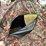 #5721-•-ground-blind-image-5