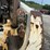 bobcat-t250-image-10