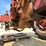 #300-•-1951-farmall-m-tractor-image-56