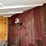 #103-•-1998-trailet-2-horse-trailer-with-overnight-package-(has-wi-title)-image-49