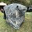 #5720-•-gander-mountain-invisi-bull-image-3