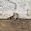#3637-•-bundle-of-used-guard-rail-posts-image-14