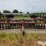 massey-ferguson-620-image-2