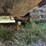 2020-bobcat-t770-image-52