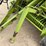 2003-claas-66-image-15