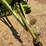 claas-variant-280-image-13