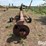 n-tech-lagoon-pump-image-6
