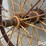 42"-steel-wheels-image-6