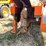 #7961-•-dka-power-opg777-stump-grinder-image-8