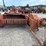 massey-ferguson-10-image-2